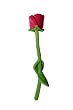 17" Bendable Stuffed Rose Plush Flower (Around 42.5 cm) - Violet
