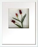 �s�t�����[�t���[���tHana concept frame Tulip/red�i�`���[���b�v/���b�h�j