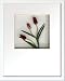 �s�t�����[�t���[���tHana concept frame Tulip/red�i�`���[���b�v/���b�h�j