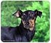 Manchester Terrier Mousepad