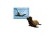 Sea Lion Roars (Smithsonian Oceanic Collection)