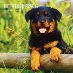 Rottweiler Puppies 2009 Wall Calendar