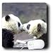 Wild animals - Baby Pandas - Mouse Pads