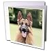 Dogs German Shepherd - German Shepherd - Greeting Cards-12 Greeting Cards with envelopes