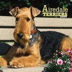 Airedale Terriers 2009 Wall Calendar