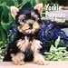 yorkshire_terrier1yorkshire terrier - Yorkie Puppies 2010 Wall Calendar