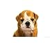 Nigel Not Happy Animals Photographic Poster Print by Sean O'Riordan, 10x8