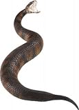 kids and infants educational toys item: Incredible Creatures - Cottonmouth Snake