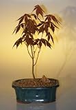 Bonsai Boy's Japanese Red Maple Bonsai Tree - Small acer palmatum 'atropurpurea' by Bonsai Boy Best Price