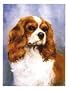 Blenheim Cavalier King Charles Notecards