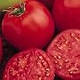 Bucks County Tomato 30 Seeds - Best Tomato 1999
