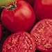 Bucks County Tomato 30 Seeds - Best Tomato 1999