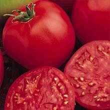 Bucks County Tomato 30 Seeds - Best Tomato 1999