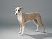 5 Month Old Whippet Animals Photographic Poster Print by Wegner, 12x9