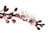 Wallmonkeys Peel and Stick Wall Decals - Flowering Cherry Branch in Spring - Removable Graphic