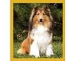 Sheltie Fridge Magnet