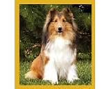 Sheltie Fridge Magnet