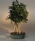 Bonsai Boys Hawaiian Umbrella Bonsai Tree Banyan Style Large (arboricola schefflera)</i> 31bNdS%2BtzwL. SL160 Bonsai Boys Hawaiian Umbrella Bonsai Tree Banyan Style Large (arboricola schefflera)</i>
