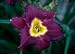 'Bela Lugosi' Daylily Perennial - Hemerocallis