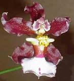 Oncidium (Anthroclus X John Louis Shirah) 1629H