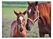 Melissa-&-Doug-Mare-and-Foal-60-Piece-Jigsaw-Puzzle