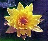 Water Lily Hardy Bright Yellow