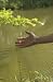 Dewitt PN1414 14' x 14' Deluxe Pond Netting