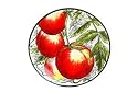 Fitz and Floyd Vista Bella Salad Plate, Tomatoes