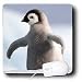 Birds - Baby Penguin - Mouse Pads