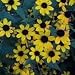 Rudbeckia triloba (Brown-Eyed Susan) - Bulk Wildflower Seeds
