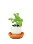 Eggling Plants (set of 3) Herbs: Mint, Basil, Thyme