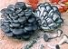 Blue Oyster Mushroom Growing Plugs ~ Grow your own mushrooms for years!
