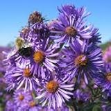 New England Aster (Aster novae-angliae) - Jumbo Wildflower Seed Packet