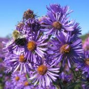 New England Aster (Aster novae-angliae) - Jumbo Wildflower Seed Packet