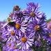 New England Aster (Aster novae-angliae) - Jumbo Wildflower Seed Packet