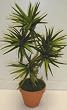 NEW! Bendable Yucca Plant (green)