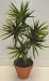 NEW! Bendable Yucca Plant (green) Image