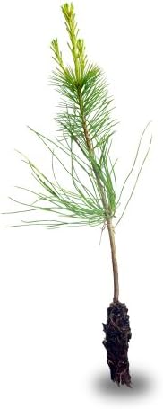 Western White Pine Small