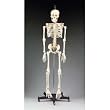 Budget Bart Skeleton 4th QUALITY