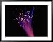 Close-up of Fiber Optic Cable Framed Art Poster Print by Tim Lynch, 49x39