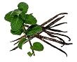 vanilla mint decaffeinated tea