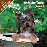 2008 Puppies : Yorkshire Terrier 2008 16 Month Wall Calendar **IN STOCK NOW**