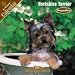 yorkshire terrier - 2008 Puppies : Yorkshire Terrier 2008 16 Month Wall Calendar **IN STOCK NOW**