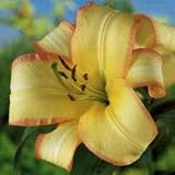 Amazon / Hirts: Bulb; Lily: Boogie Woogie Oriental Lily 2 Bulbs