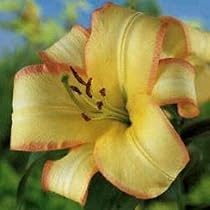 Boogie Woogie Orientpet Lily 2 Bulbs