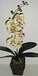 Phaleonopsis Orchid (green/mauve)