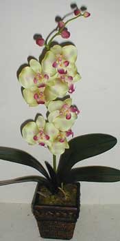 Phaleonopsis Orchid (green/mauve)