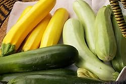 Zucchini Tricolor Jade Gold and Emerald Seeds 20 Seeds