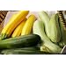 Zucchini Tricolor Jade Gold and Emerald Seeds 20 Seeds