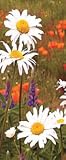 Daisies & California Poppies Bookmark